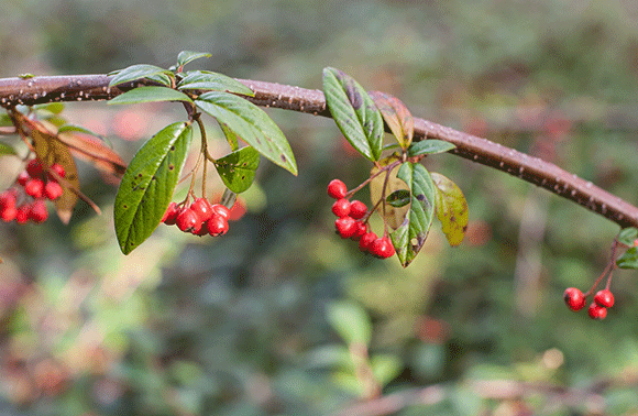 Medizinfotografie Auftragsfotografie Naturfotografie, bypass - Fotobüro Renate Schütz