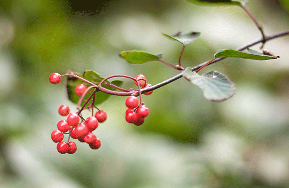 Medizinfotografie Auftragsfotografie Naturfotografie, bypass - Fotobüro Renate Schütz