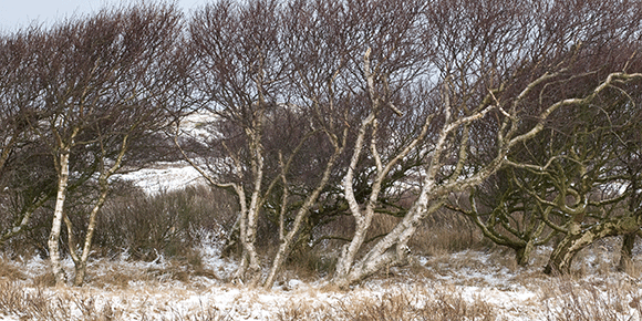 Medizinfotografie Auftragsfotografie Naturfotografie, bypass - Fotobüro Renate Schütz