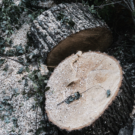 Medizinfotografie Auftragsfotografie Naturfotografie, bypass - Fotobüro Renate Schütz