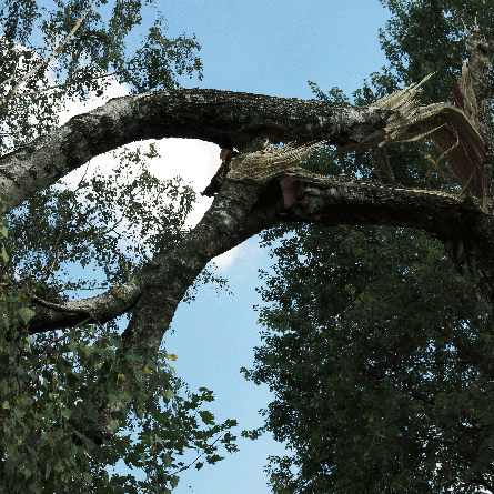 Medizinfotografie Auftragsfotografie Naturfotografie, bypass - Fotobüro Renate Schütz