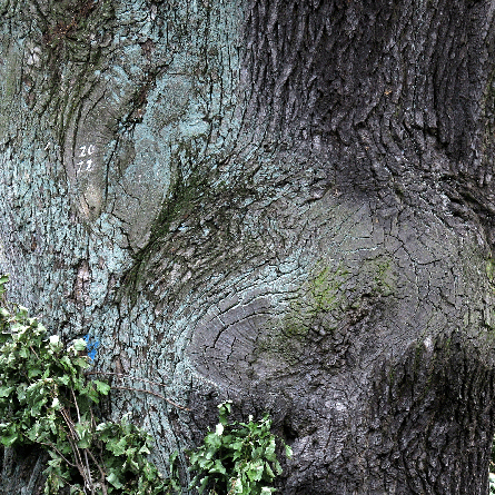 Medizinfotografie Auftragsfotografie Naturfotografie, bypass - Fotobüro Renate Schütz