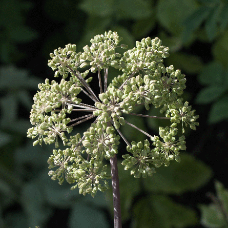 Medizinfotografie Auftragsfotografie Naturfotografie, bypass - Fotobüro Renate Schütz