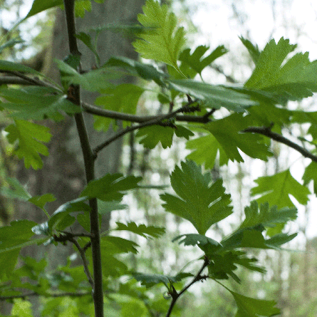 Medizinfotografie Auftragsfotografie Naturfotografie, bypass - Fotobüro Renate Schütz