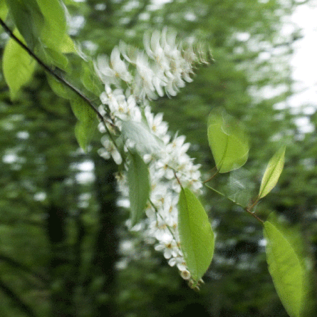 Medizinfotografie Auftragsfotografie Naturfotografie, bypass - Fotobüro Renate Schütz