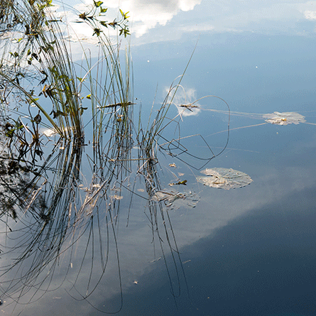 Medizinfotografie Auftragsfotografie Naturfotografie, bypass - Fotobüro Renate Schütz