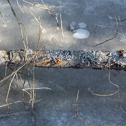 Medizinfotografie Auftragsfotografie Naturfotografie, bypass - Fotobüro Renate Schütz