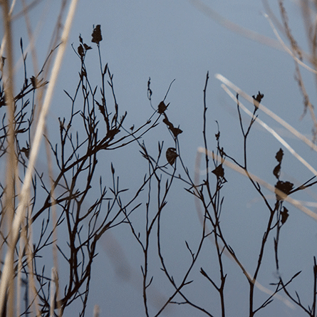Medizinfotografie Auftragsfotografie Naturfotografie, bypass - Fotobüro Renate Schütz