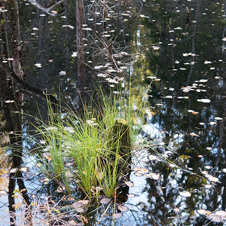 Medizinfotografie Auftragsfotografie Naturfotografie, bypass - Fotobüro Renate Schütz