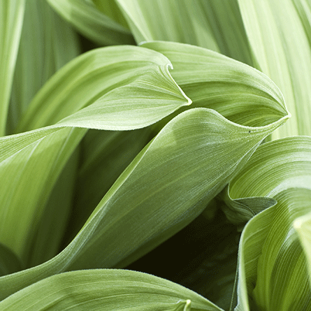 Medizinfotografie Auftragsfotografie Naturfotografie, bypass - Fotobüro Renate Schütz