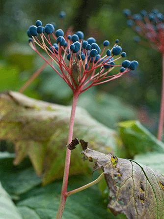 Medizinfotografie Auftragsfotografie Naturfotografie, bypass - Fotobüro Renate Schütz