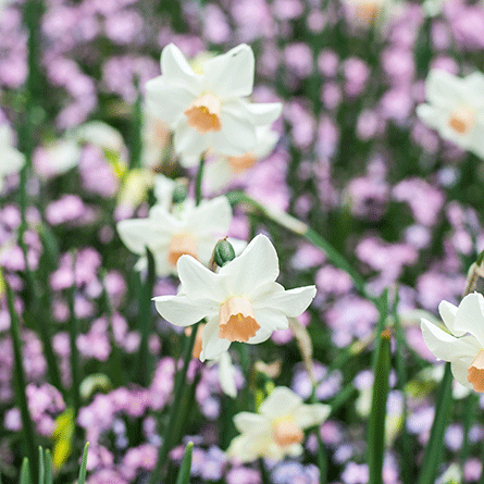 Medizinfotografie Auftragsfotografie Naturfotografie, bypass - Fotobüro Renate Schütz