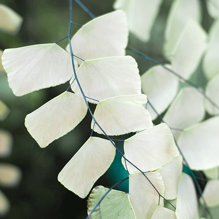 Medizinfotografie Auftragsfotografie Naturfotografie, bypass - Fotobüro Renate Schütz