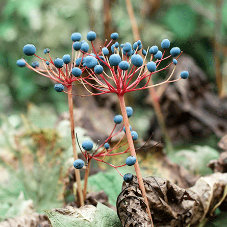 Medizinfotografie Auftragsfotografie Naturfotografie, bypass - Fotobüro Renate Schütz