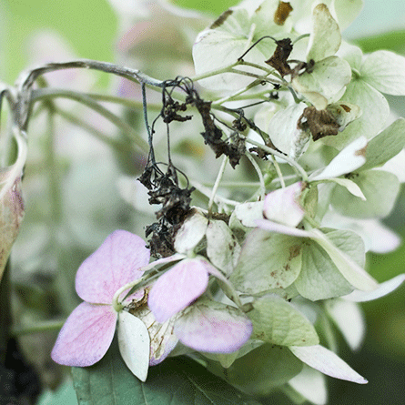 Medizinfotografie Auftragsfotografie Naturfotografie, bypass - Fotobüro Renate Schütz