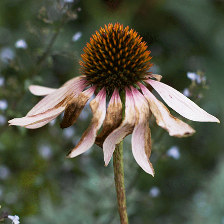 Medizinfotografie Auftragsfotografie Naturfotografie, bypass - Fotobüro Renate Schütz